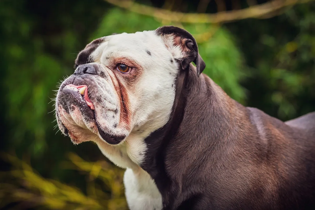 Buldog angielski z krótkoczaszkowością