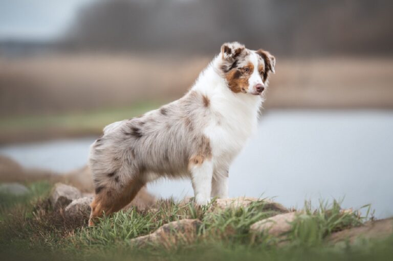 Merle-Faktor beim Hund