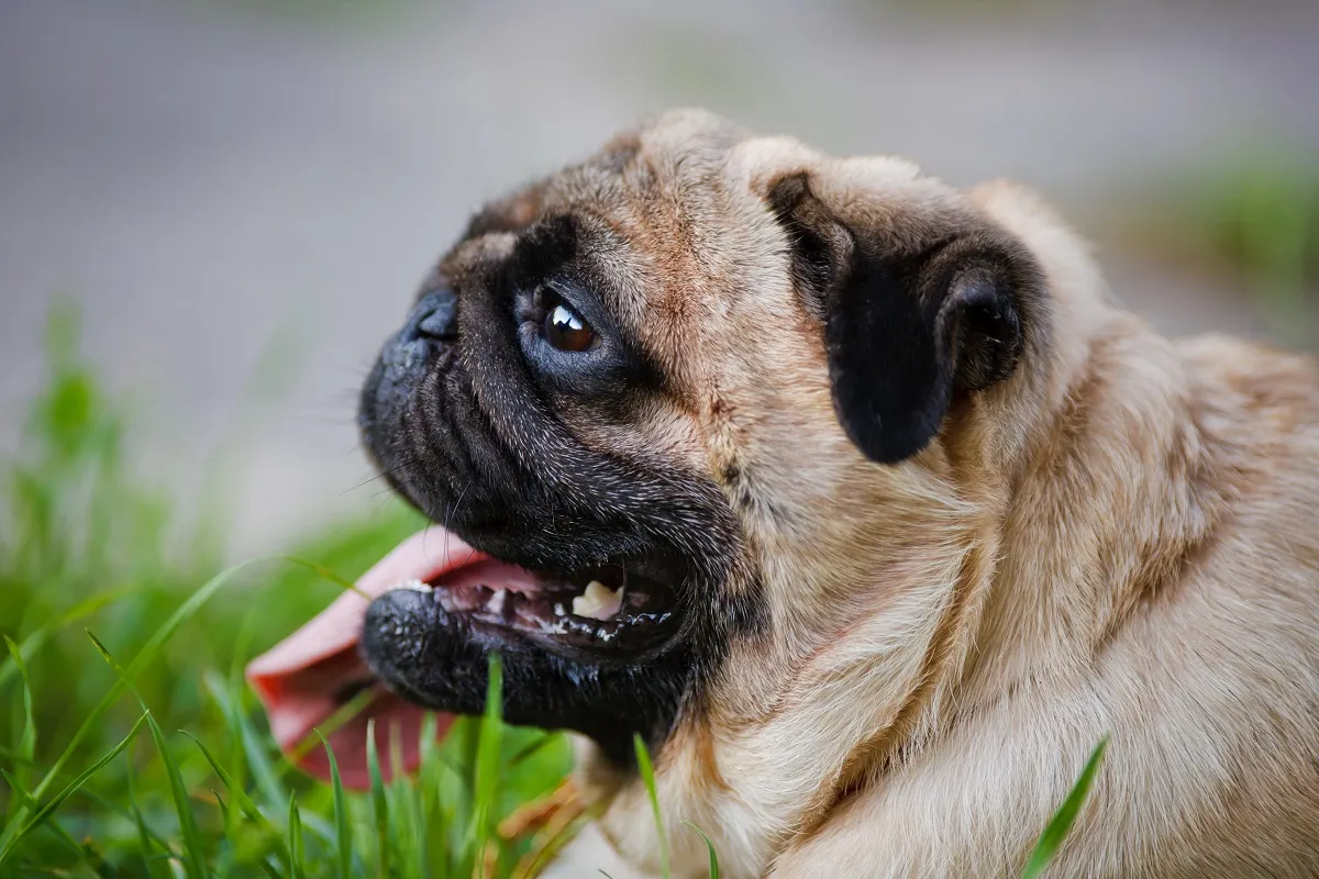 Mops mit Brachyzephalie