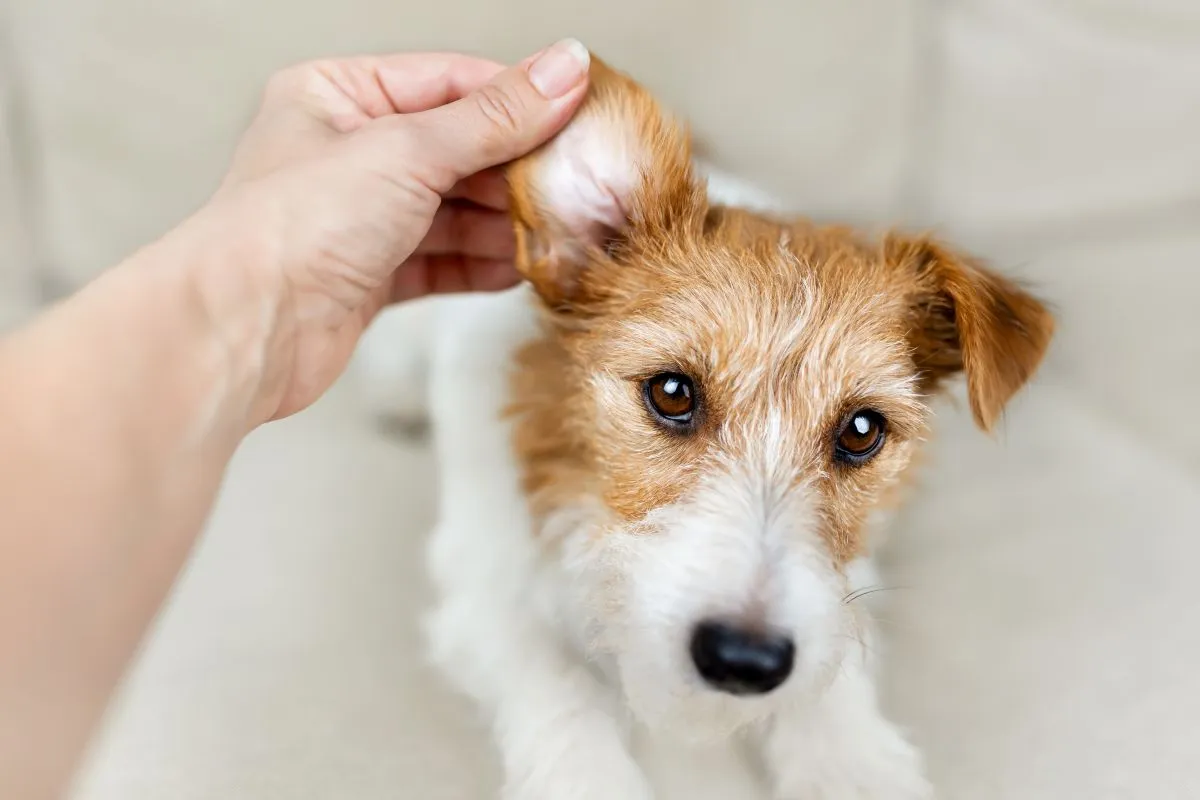 blutohr-beim-hund-erkennen-und-behandeln-oth-matom-zooplus-magazine