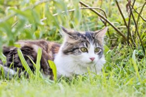 Borreliose bei der Katze: Was Sie wissen müssen