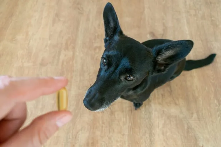 Dem Hund Tabletten geben