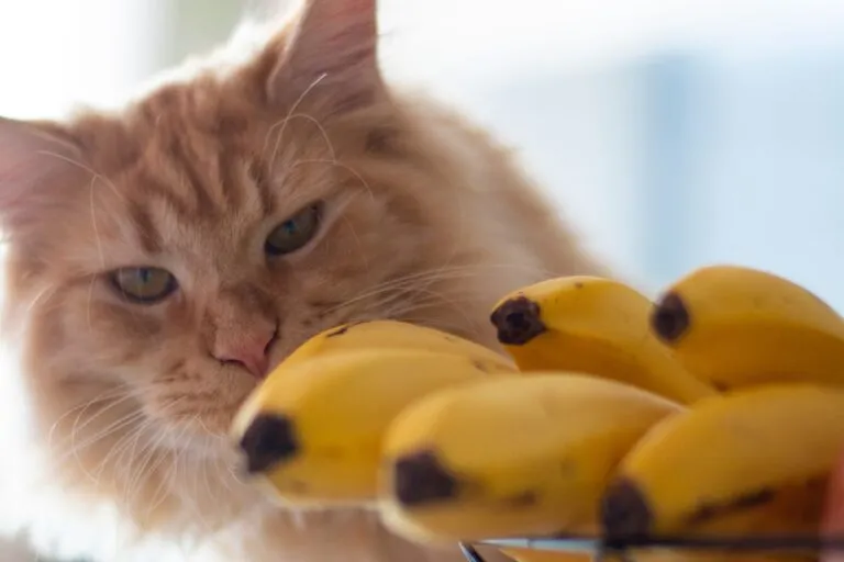 Dürfen Katzen Bananen essen