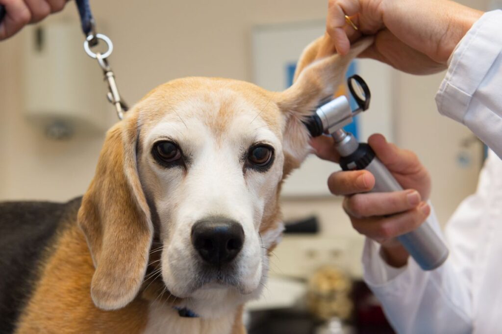 Ohrenuntersuchung Hund mit Blutohr