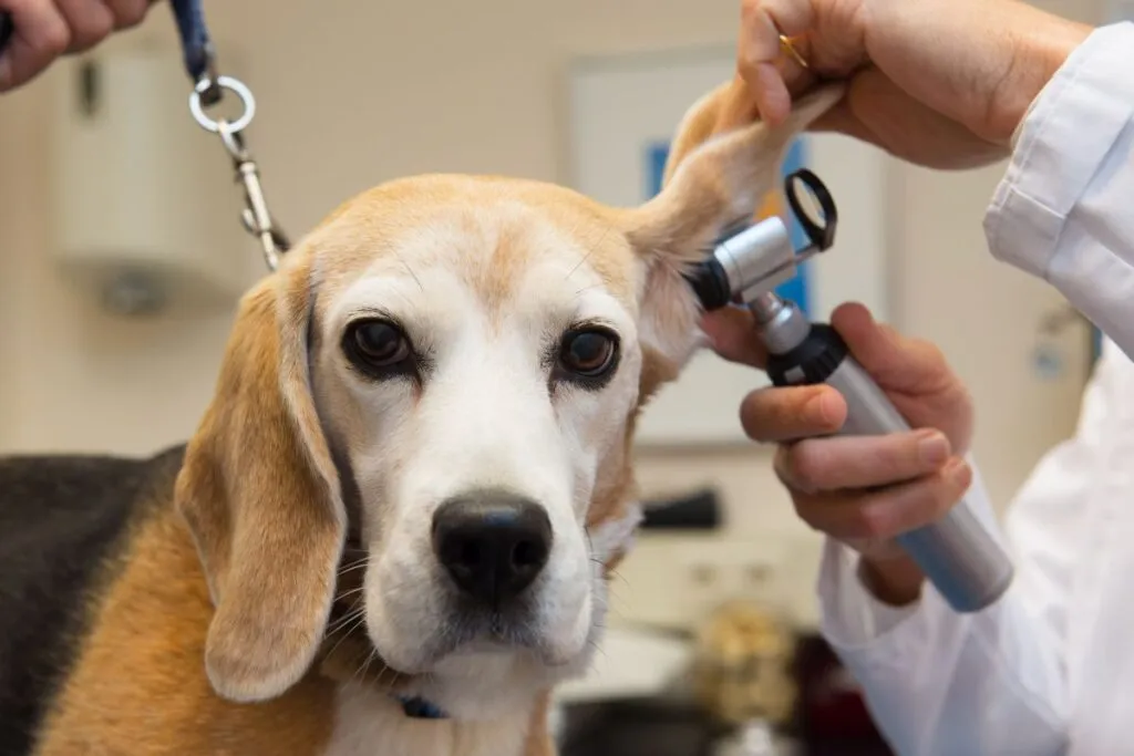 Ohrenuntersuchung Hund mit Blutohr