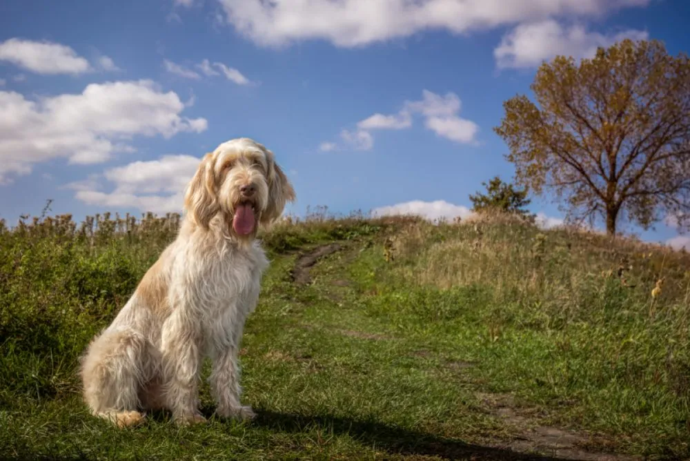 Spinone Intaliano