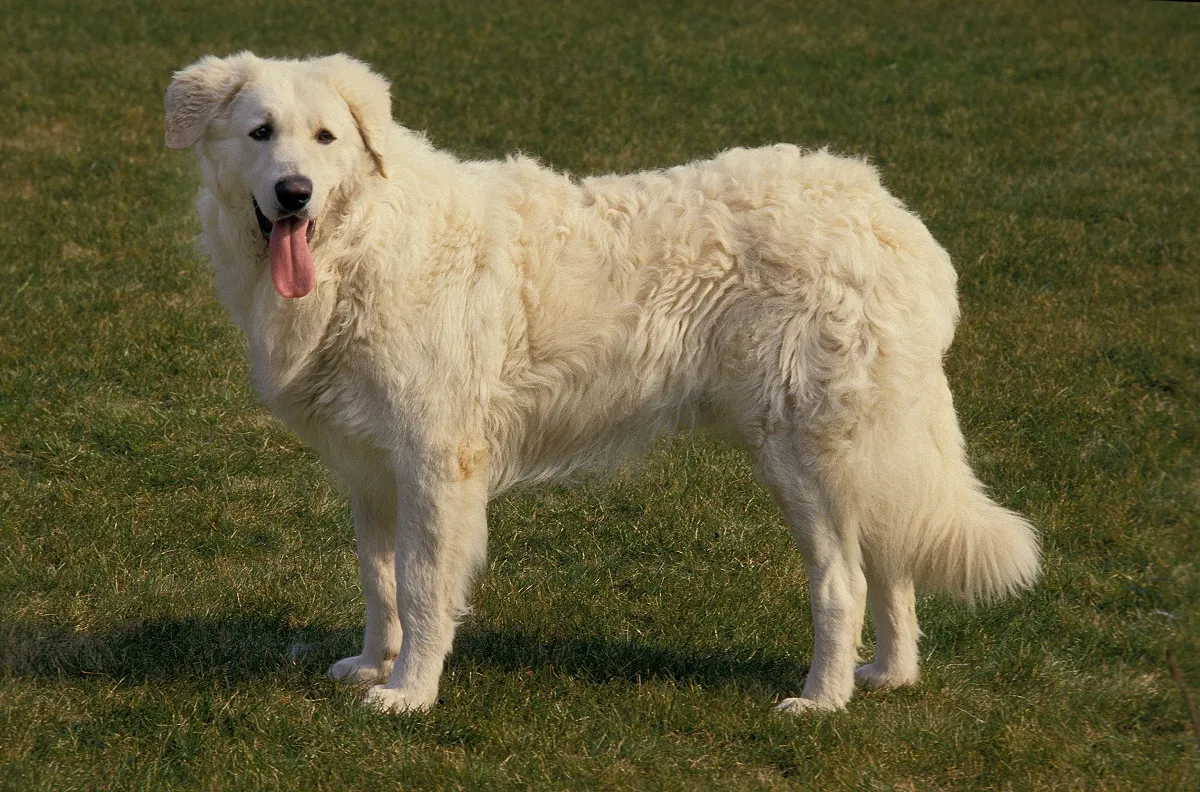 Herdenschutzhunde