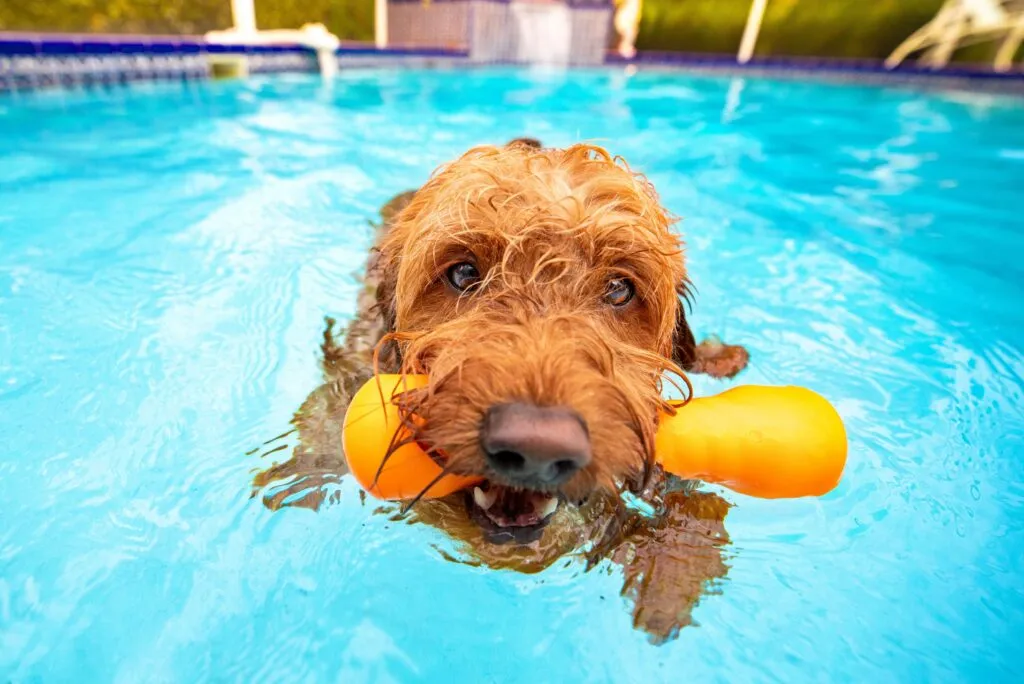 Hund schwimmt im Pool und k&uuml;hlt sich im Sommer mit einem Wasserspielzeug ab