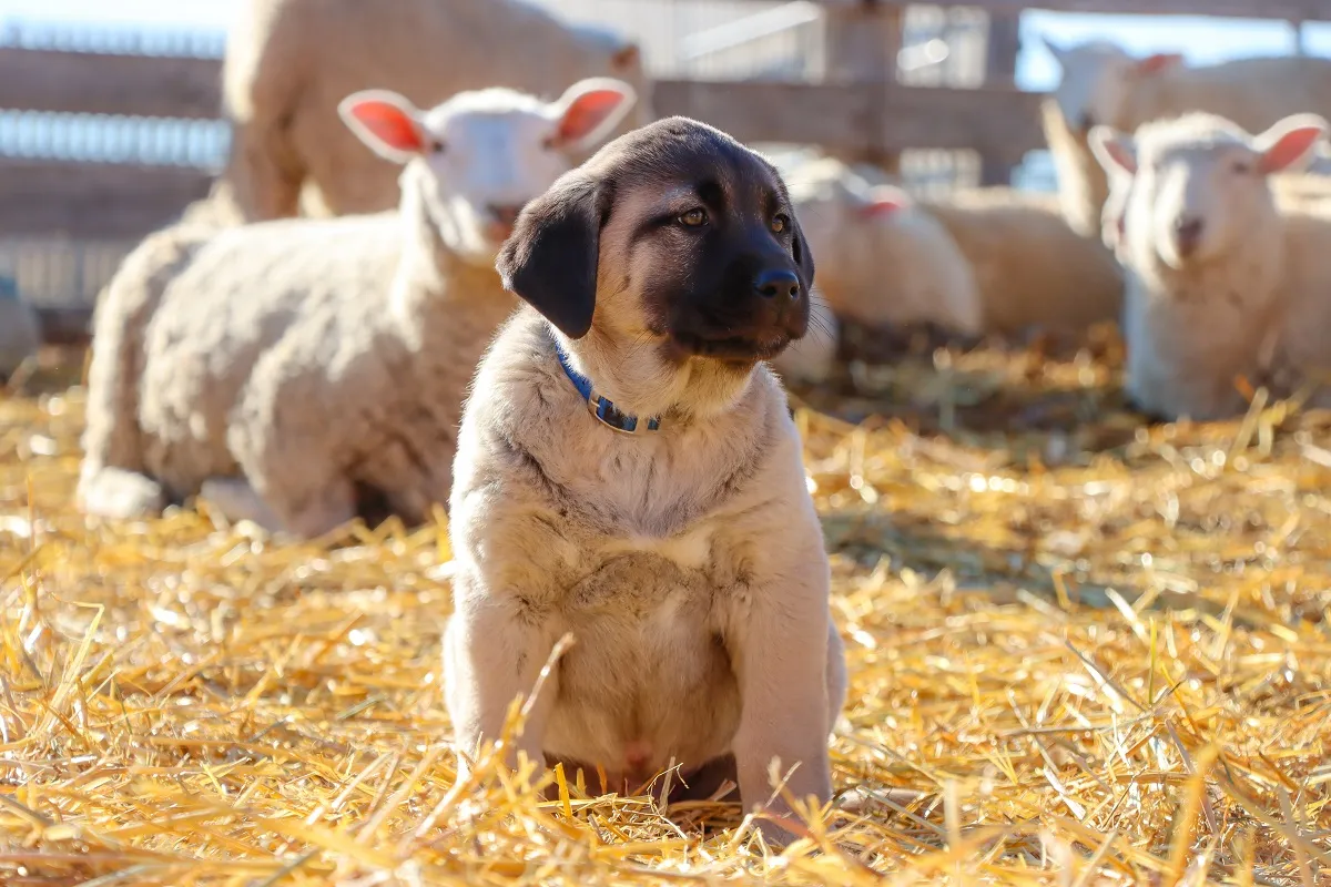 Herdenschutzhunde