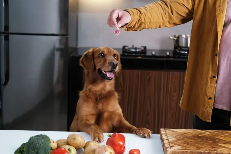 Hundefutter selbst kochen
