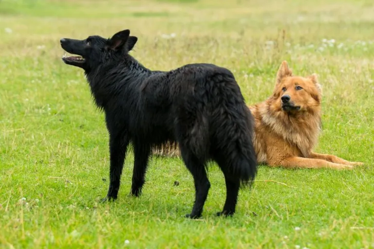 Altdeutscher Hütehund Schläge