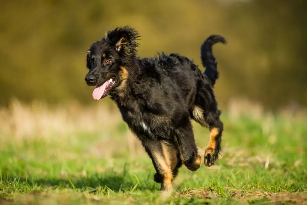 Altdeutscher H&uuml;tehund Welpe