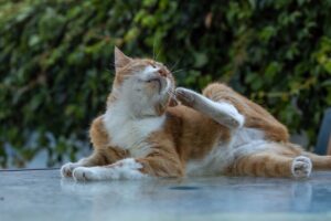 Blutohr bei der Katze: Ursachen und Behandlung