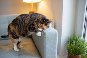 Juckreiz bei Katzen: Warum kratzt sich meine Katze ständig?