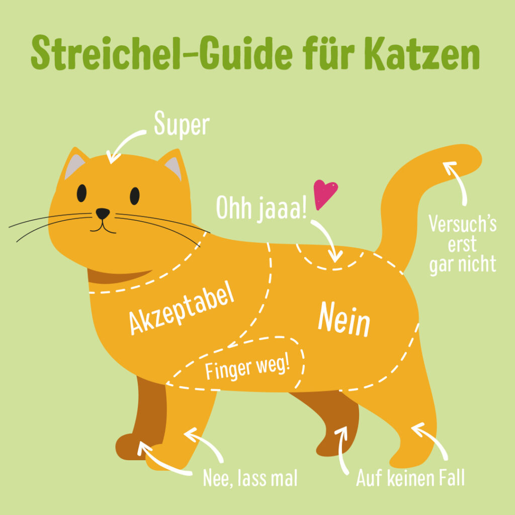 Guide Katzen streicheln