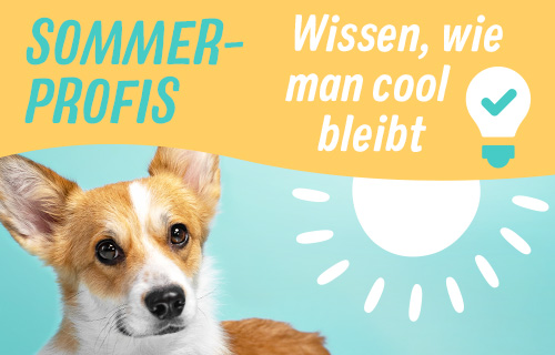 zooplus Hund Sommer Kampagne