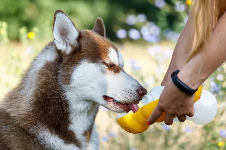 Hundesmoothie selber machen