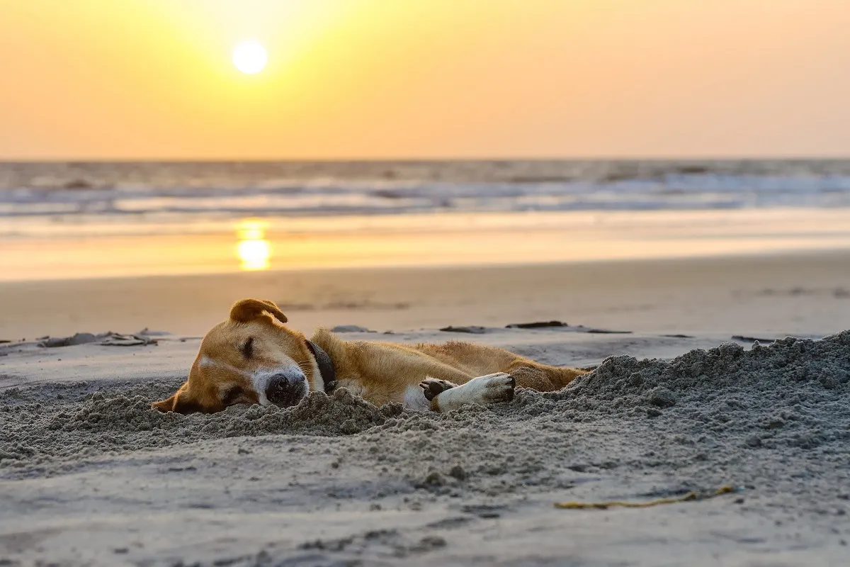 Urlaub mit Hund am Strand