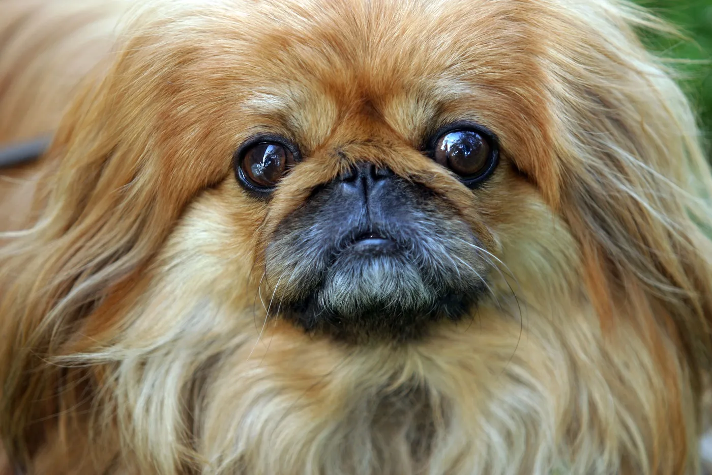Pekingnese Qualzucht