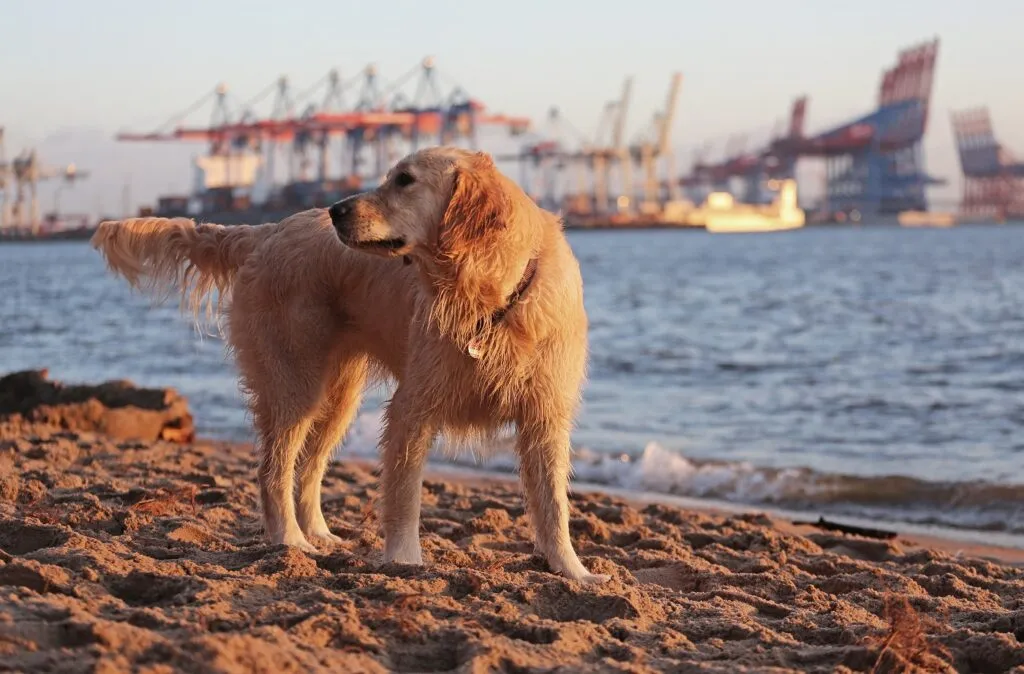 Städtetrip mit Hund Hamburg
