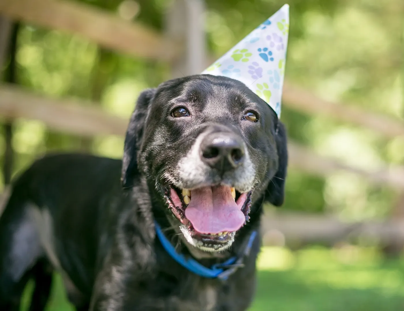 Hund mit Party-Hut