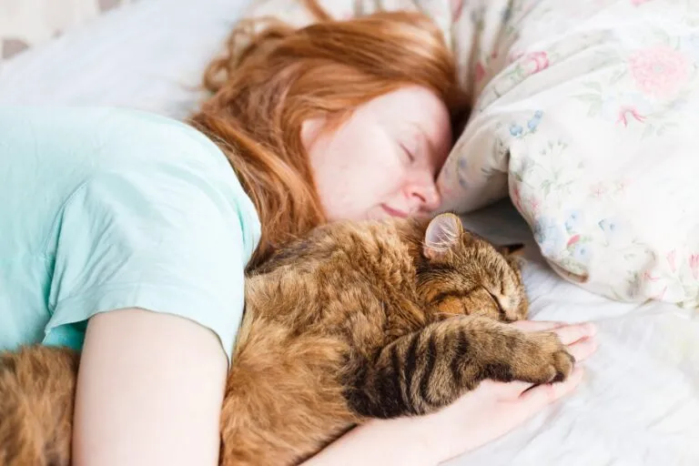 Traumdeutung Katze