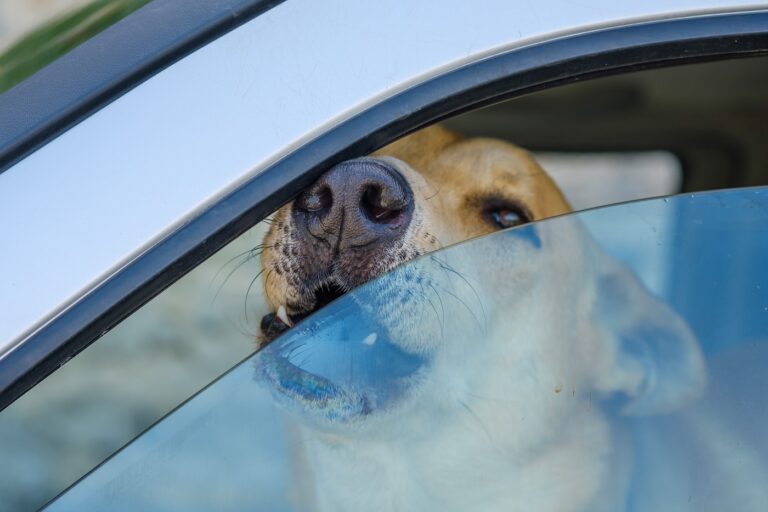 Hund bei Hitze im Auto