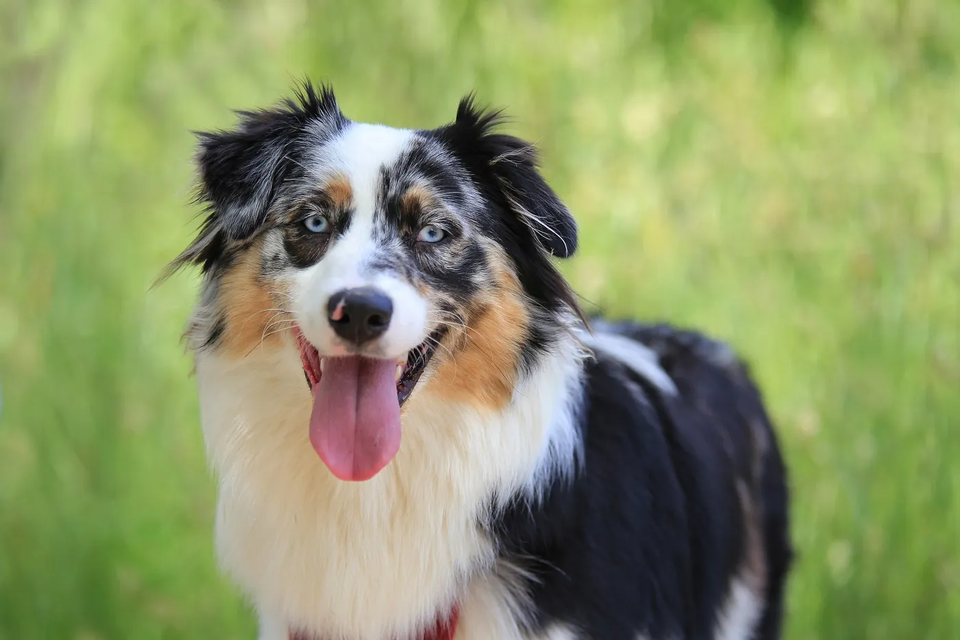 Australian Shepherd Merle Qualzucht