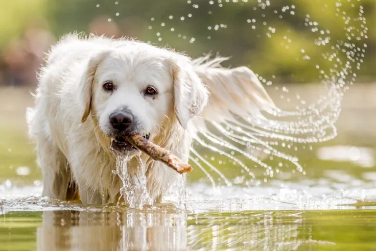 badesee hund baden württemberg