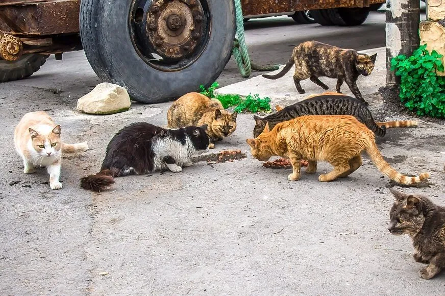 Straßenkatzen