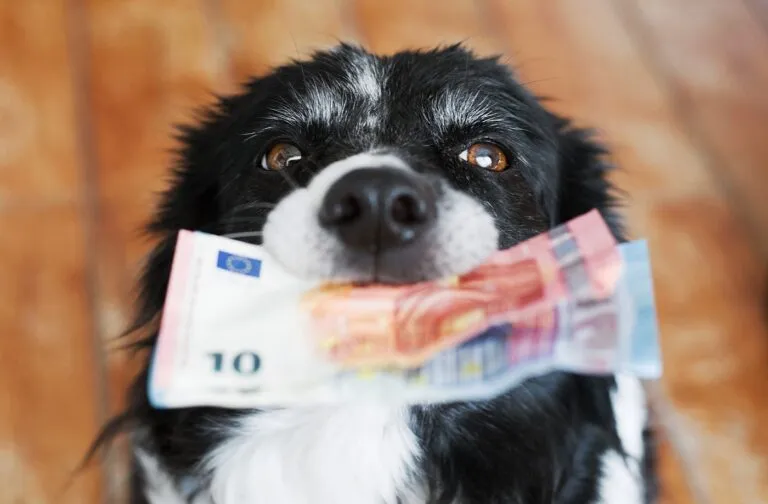 Hundesteuer