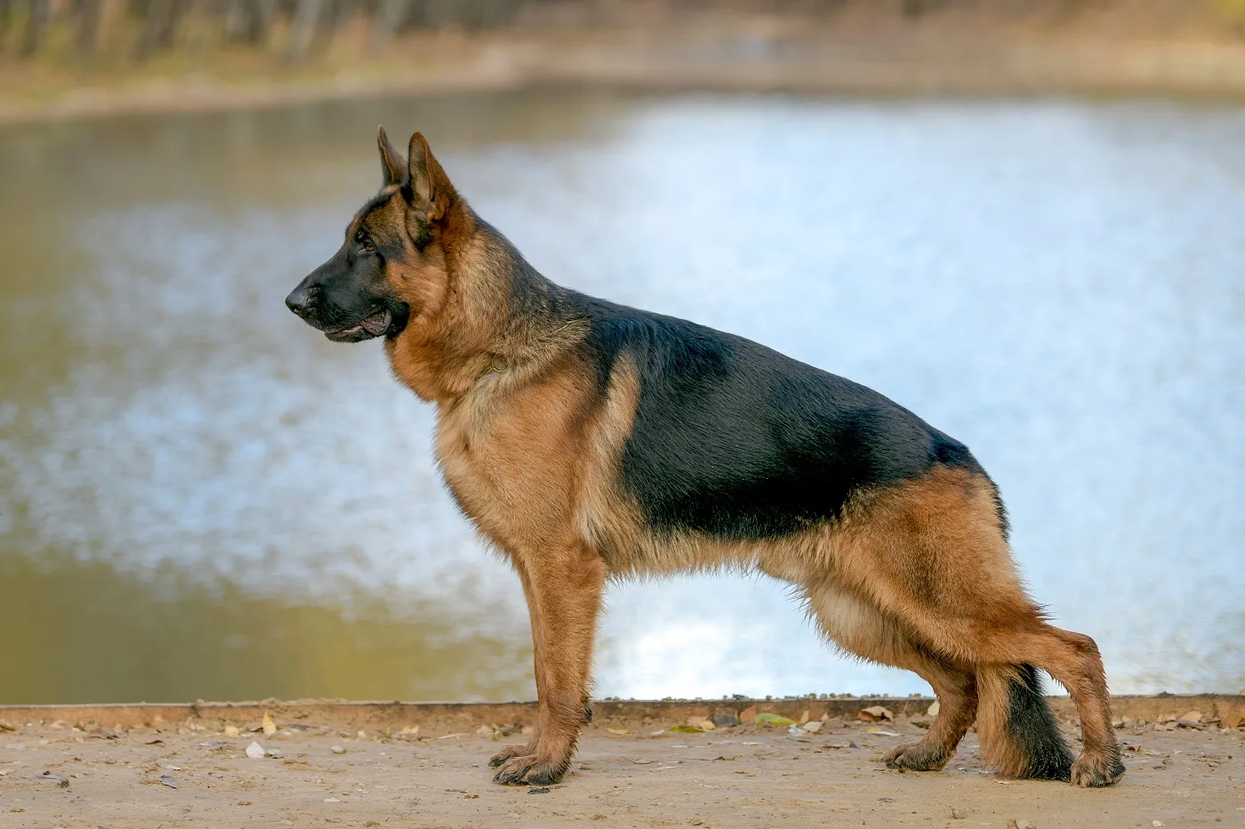 Deutscher Schäferhund Qualzucht