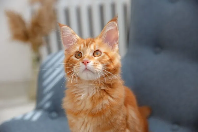 berühmte Katzen