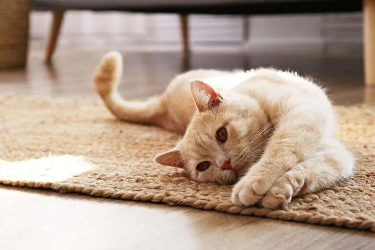 Darf der Vermieter Katzen verbieten