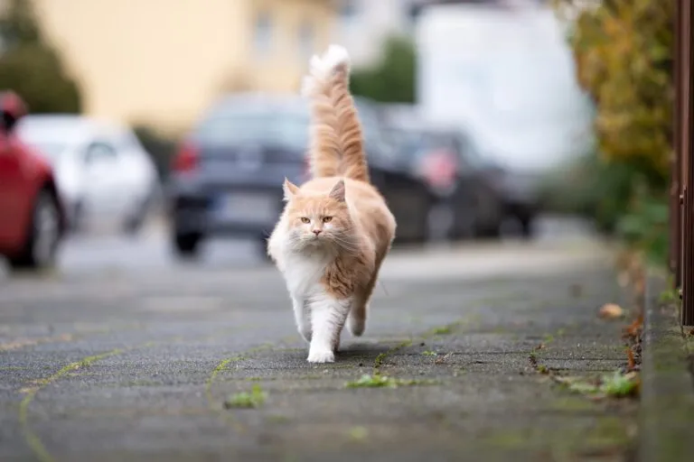 Katze angefahren