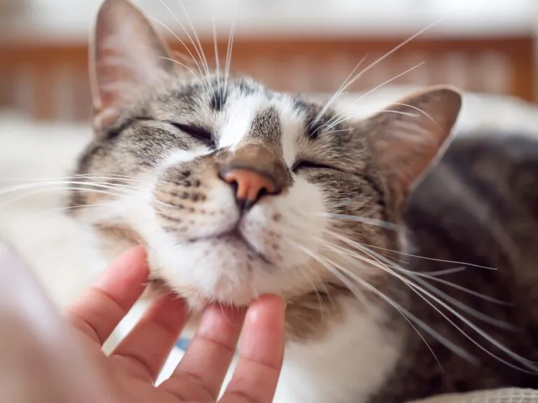 Katzen streicheln