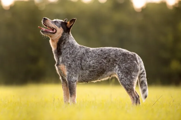 ein Australian Cattle Dog gilt als ältester Hund der Welt