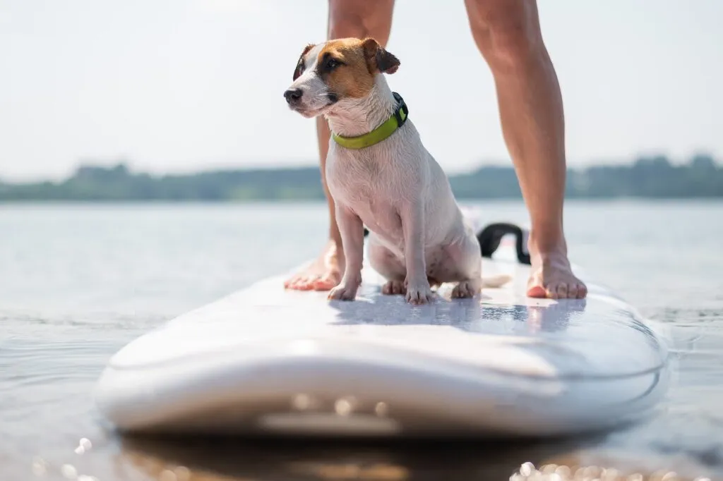 badesee mit hund