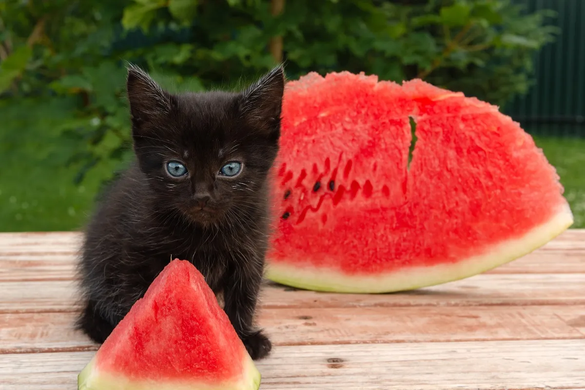 Dürfen Katzen Wassermelone essen?