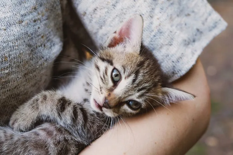 Katze auf Pflegestelle für Katzen