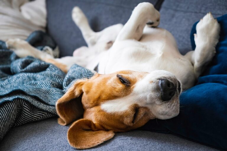 Schlafposition Hund Rückenlage