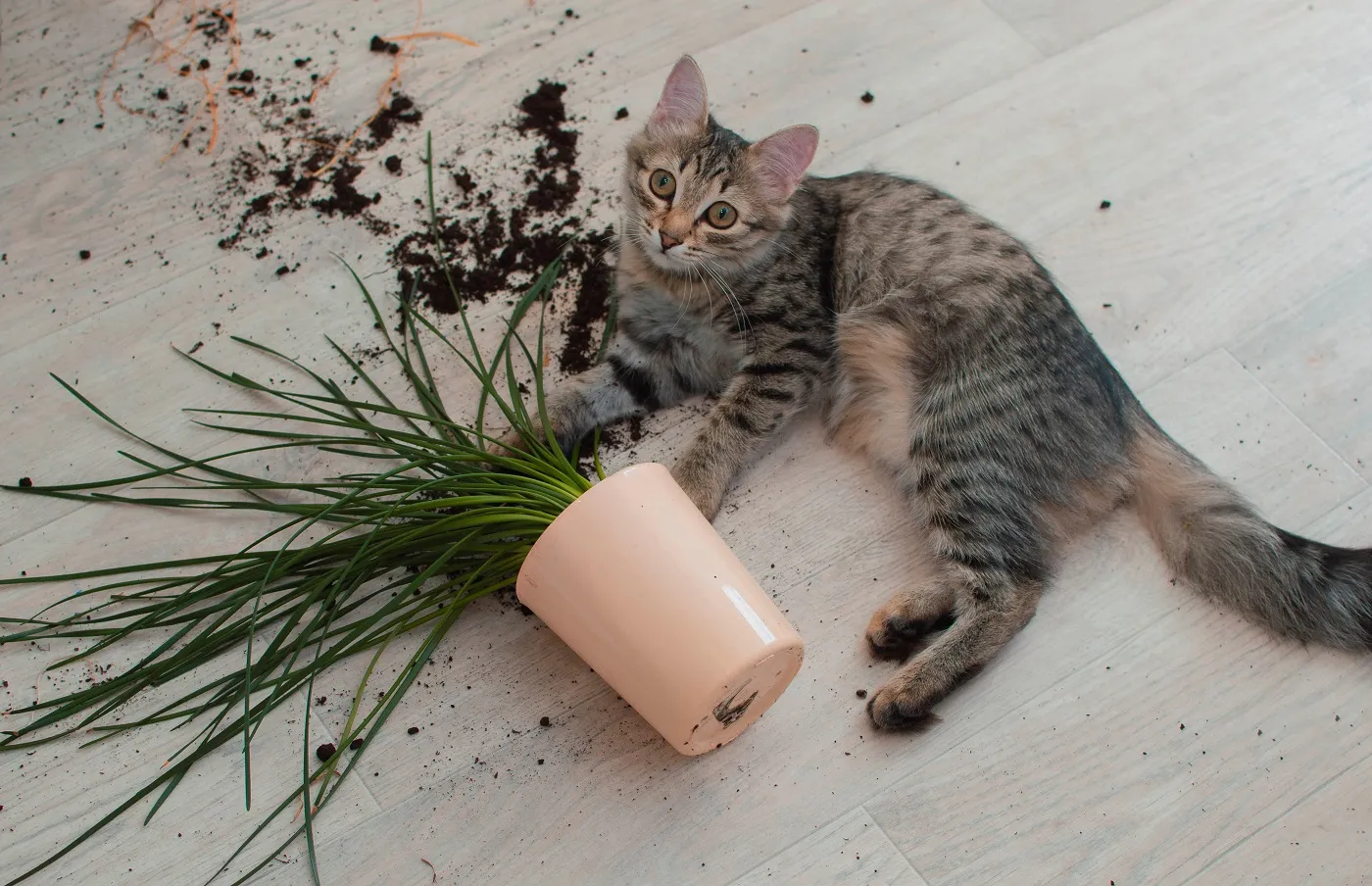 Katze umgeschmissener Blumentopf Wohnung