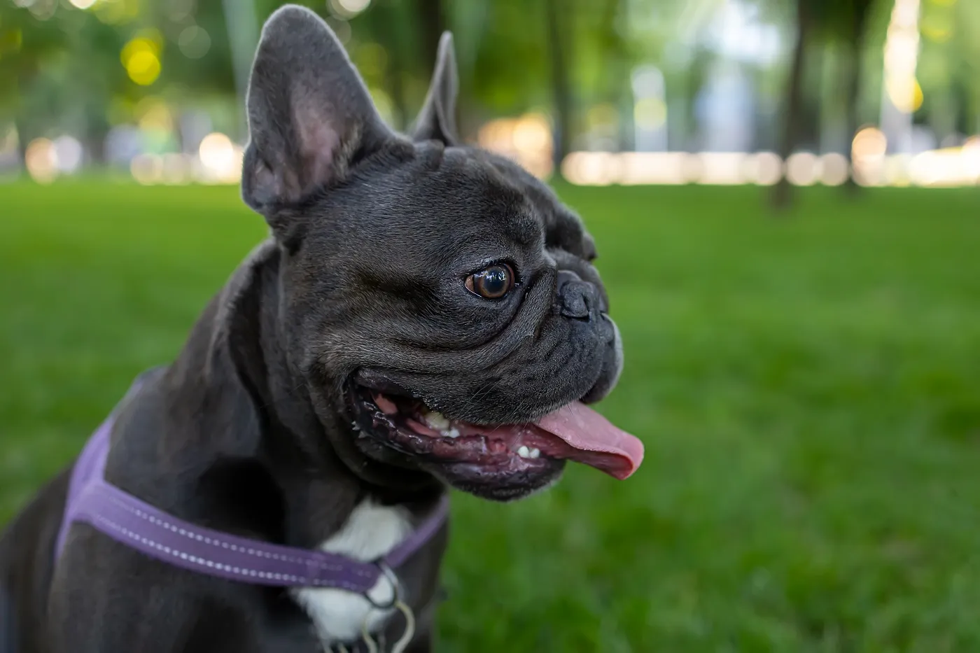 Französische Bulldogge Qualzucht