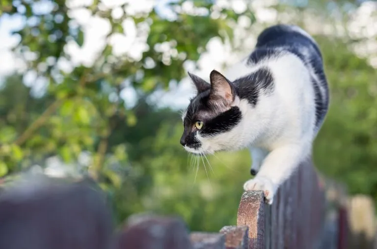 Katzensteuer für jagende Katzen