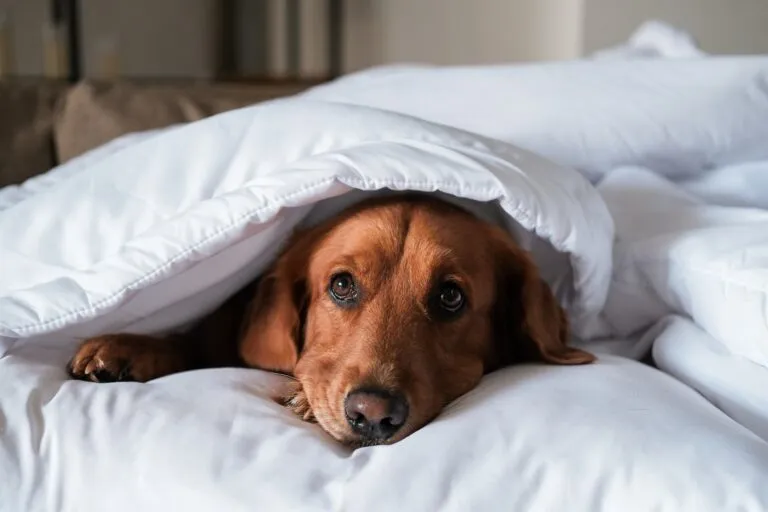 ab wann frieren Hunde