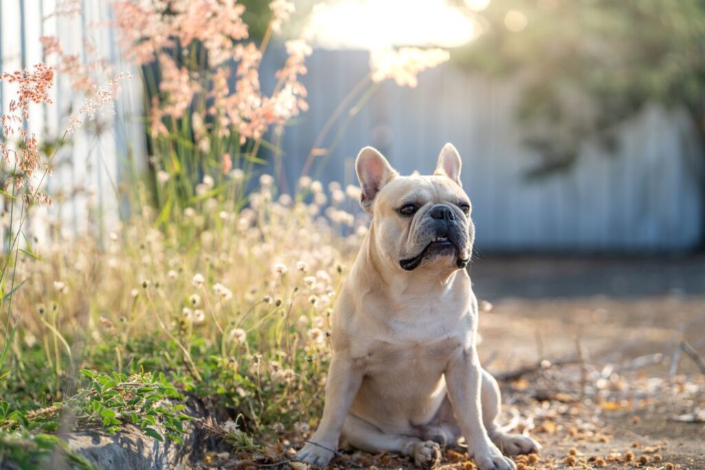 Französische Bulldogge