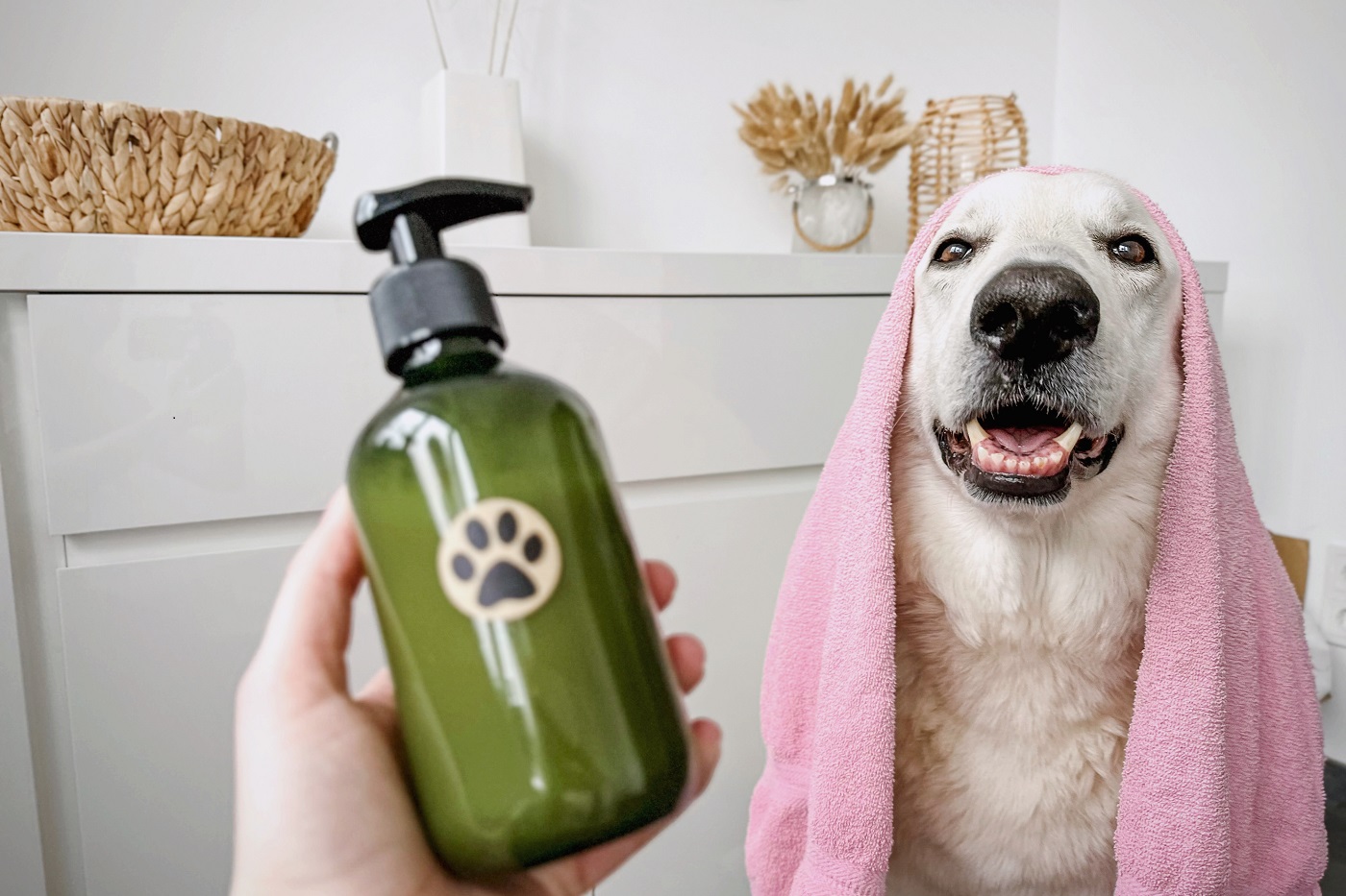 Hundeshampoo selber machen Einfach & natürlich DIY zooplus Magazin