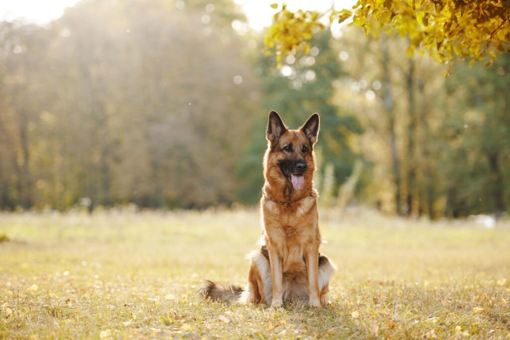 Deutscher Schäferhund