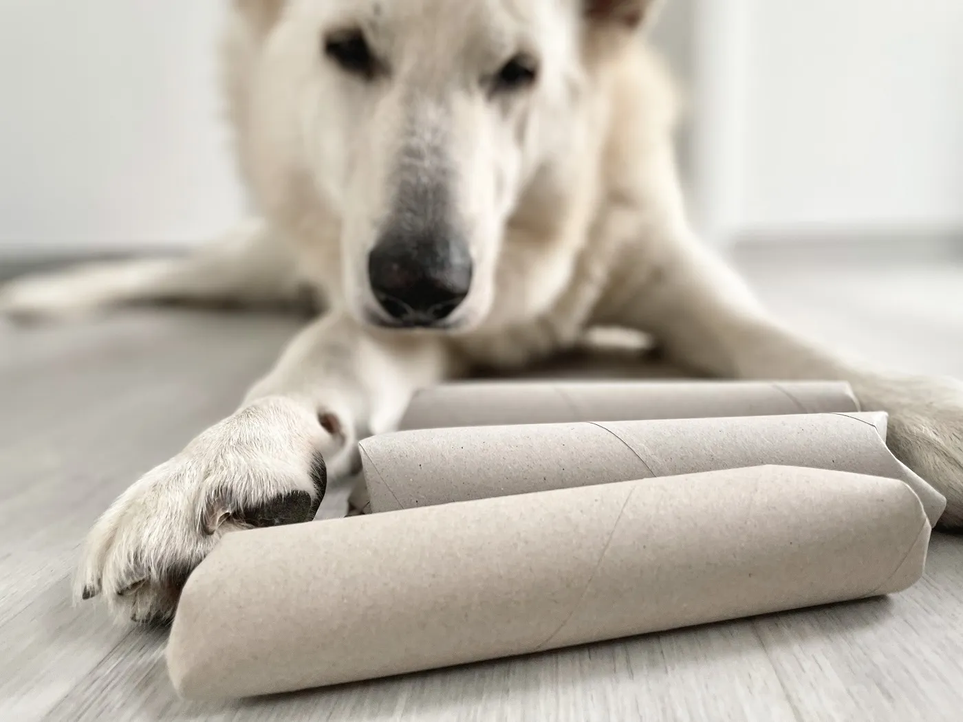 Intelligenzspiele fr Hunde: 7 einfache Ideen mit Bildern | zooplus Magazine
