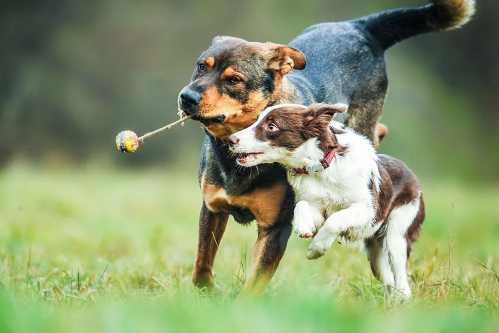 Hunde spielen